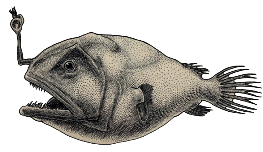 Chaneophryne longiceps_01.jpg